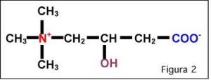 carnitina