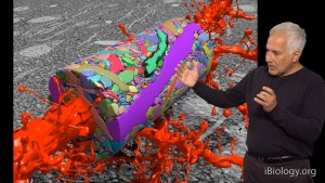Nuevos conocimientos sobre la actividad cerebral para mejorar los algoritmos de aprendizaje Nuevos conocimientos sobre la actividad cerebral para mejorar los algoritmos de aprendizaje