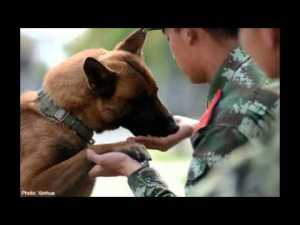 Perros en el tratamiento de enfermedades&nbsp;mentales