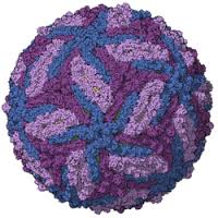 El zika deja de ser emergencia de salud pública mundial El zika deja de ser emergencia de salud pública mundial